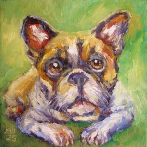 French Bulldog