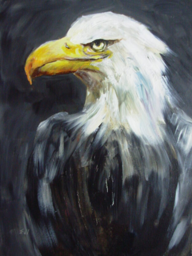 Bald Eagle